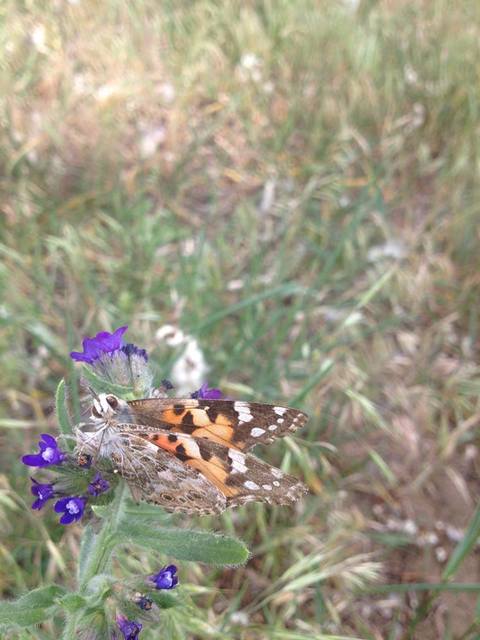 Vanessa cardui - bogáncslepke