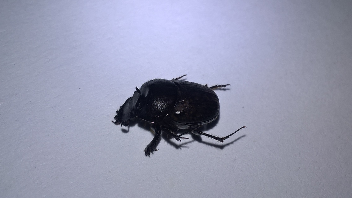 Onthophagus verticicornis - fekete trágyatúró