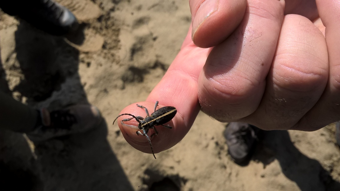 Dorcadion decipiens - homoki gyalogcincér
