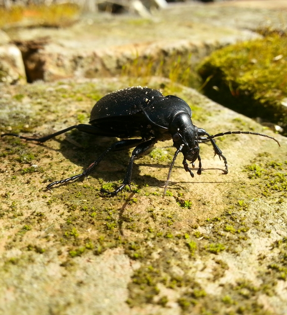 Carabus coriaceus - bőrfutrinka Carabus coriaceus - bőrfutrinka