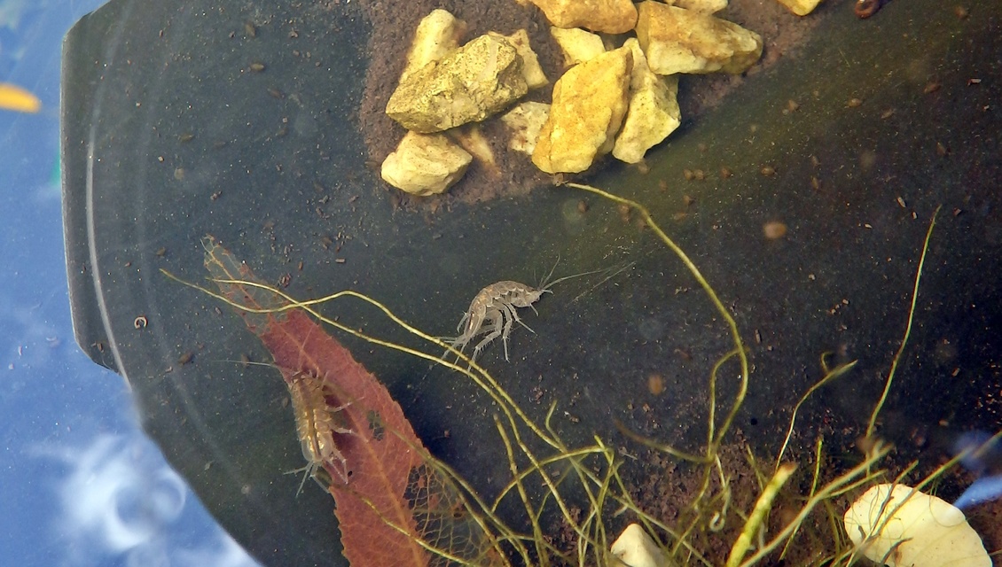 Asellus aquaticus - közönséges víziászka