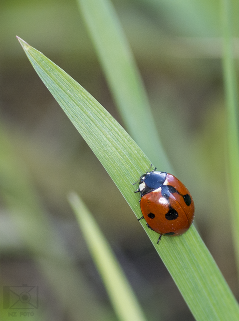 Coccinella septempunctata - hétpettyes katica