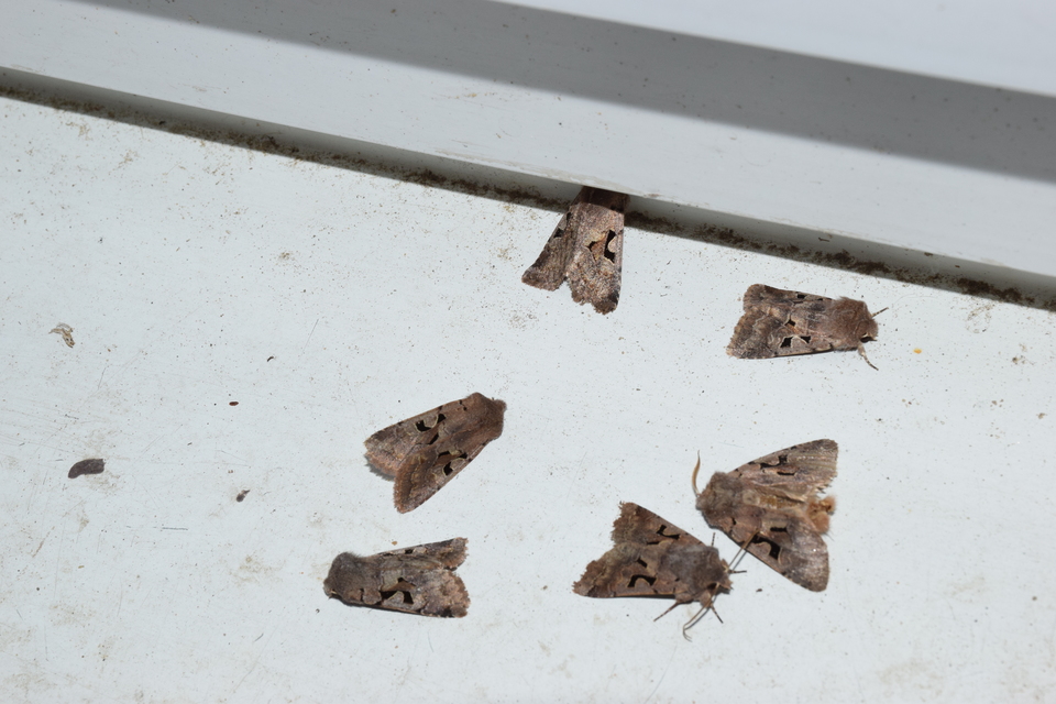Orthosia gothica - feketefoltos barkabagoly