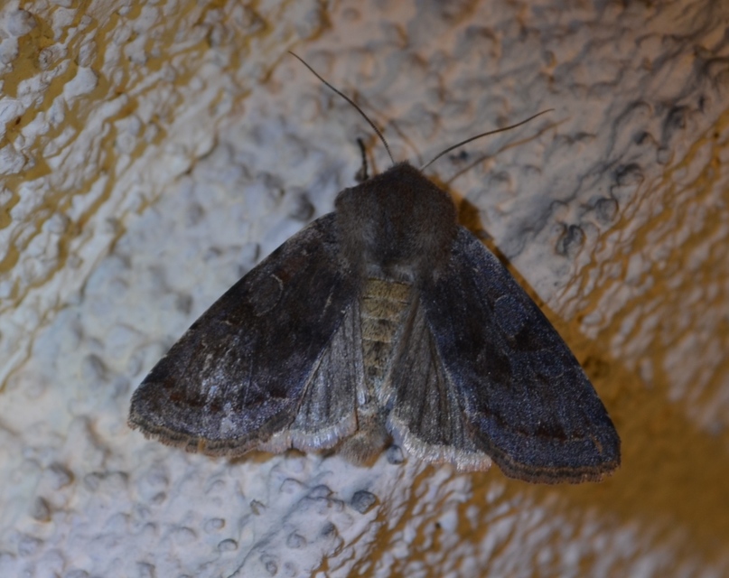 Orthosia incerta - változékony barkabagoly