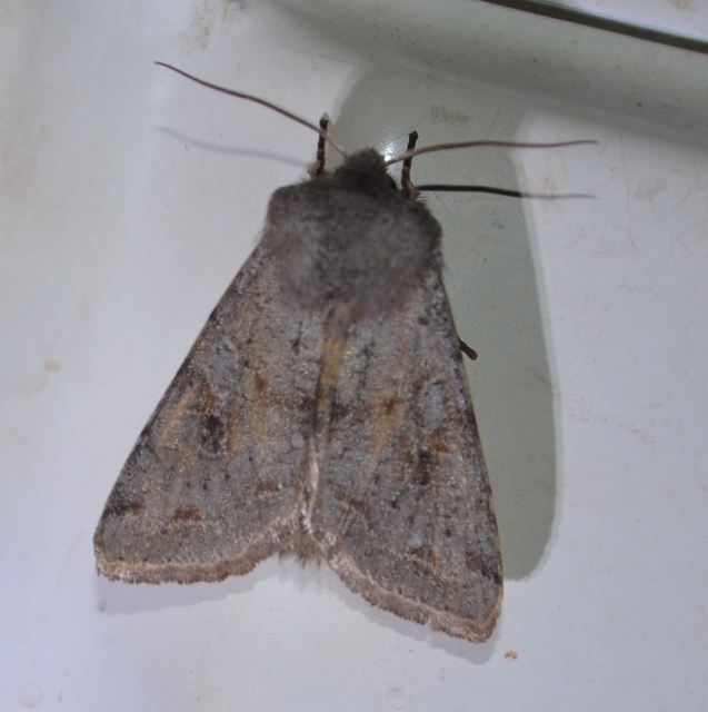 Orthosia incerta - változékony barkabagoly