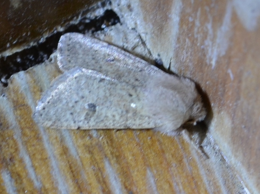 Orthosia cruda - kis barkabagoly