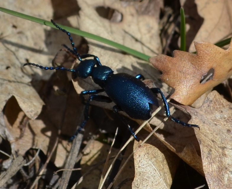 Meloe violaceus - kék nünüke