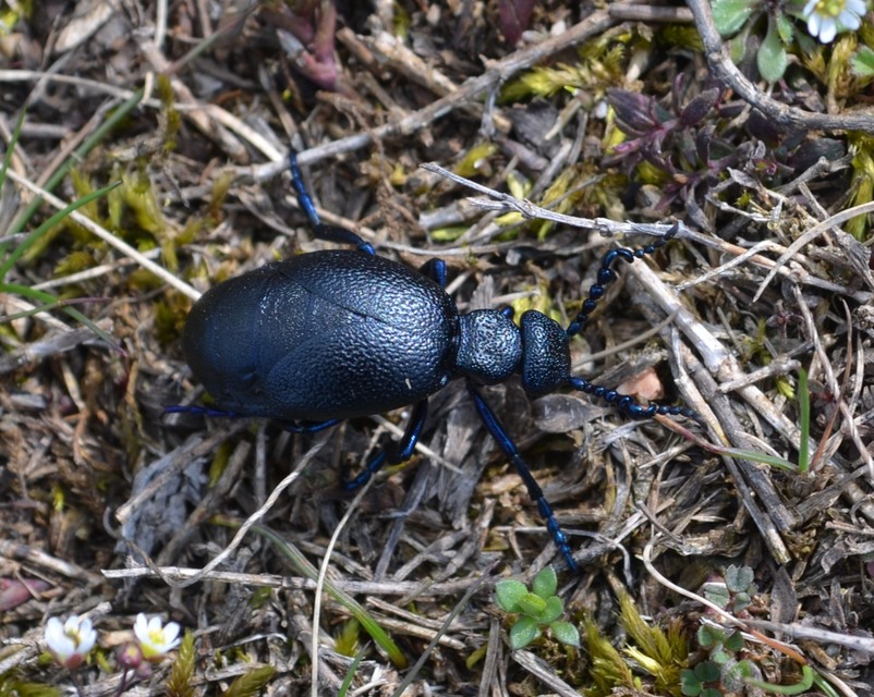 Meloe proscarabaeus - közönséges nünüke