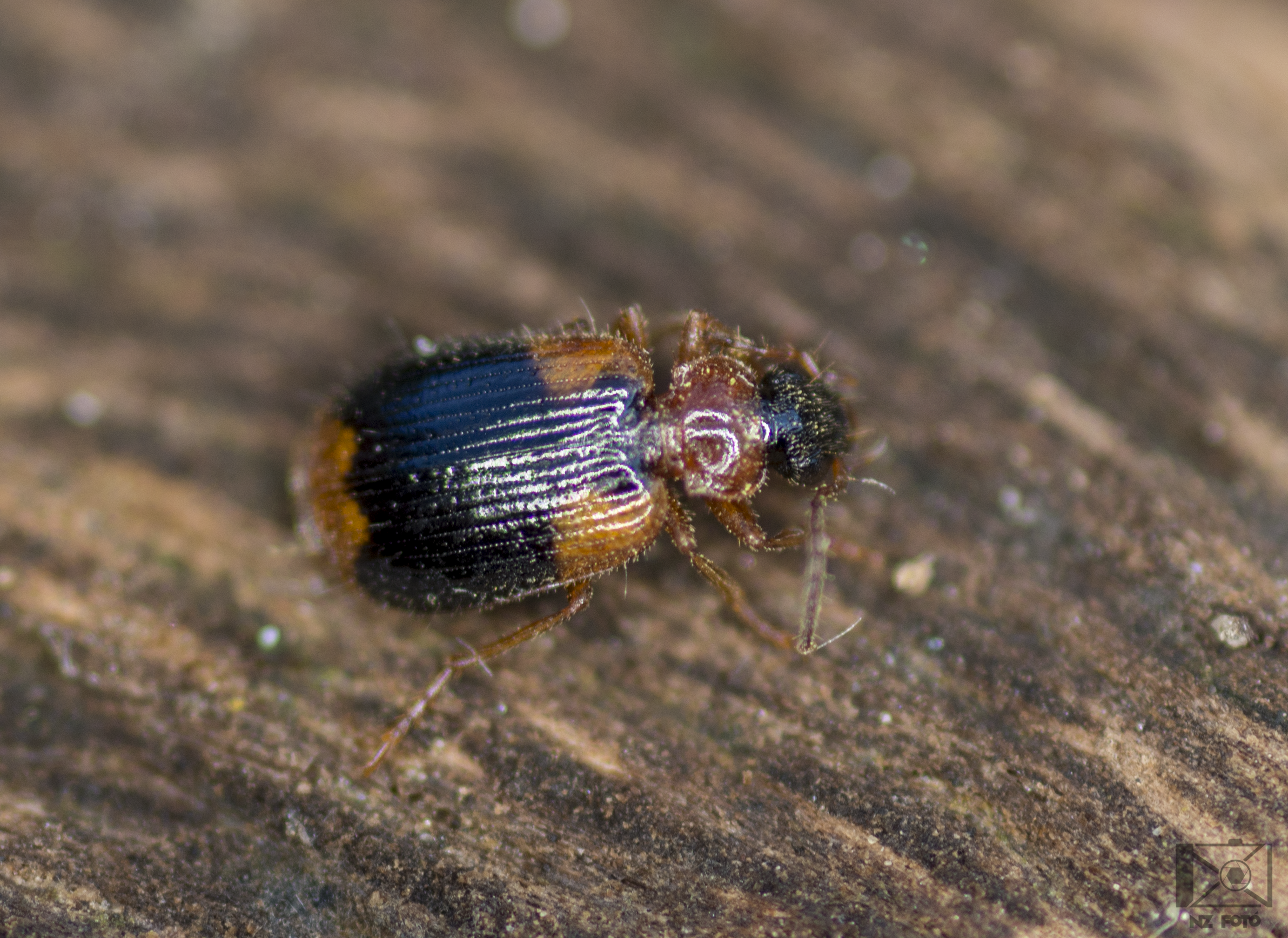 Lebia humeralis - vállfoltos cserjefutó