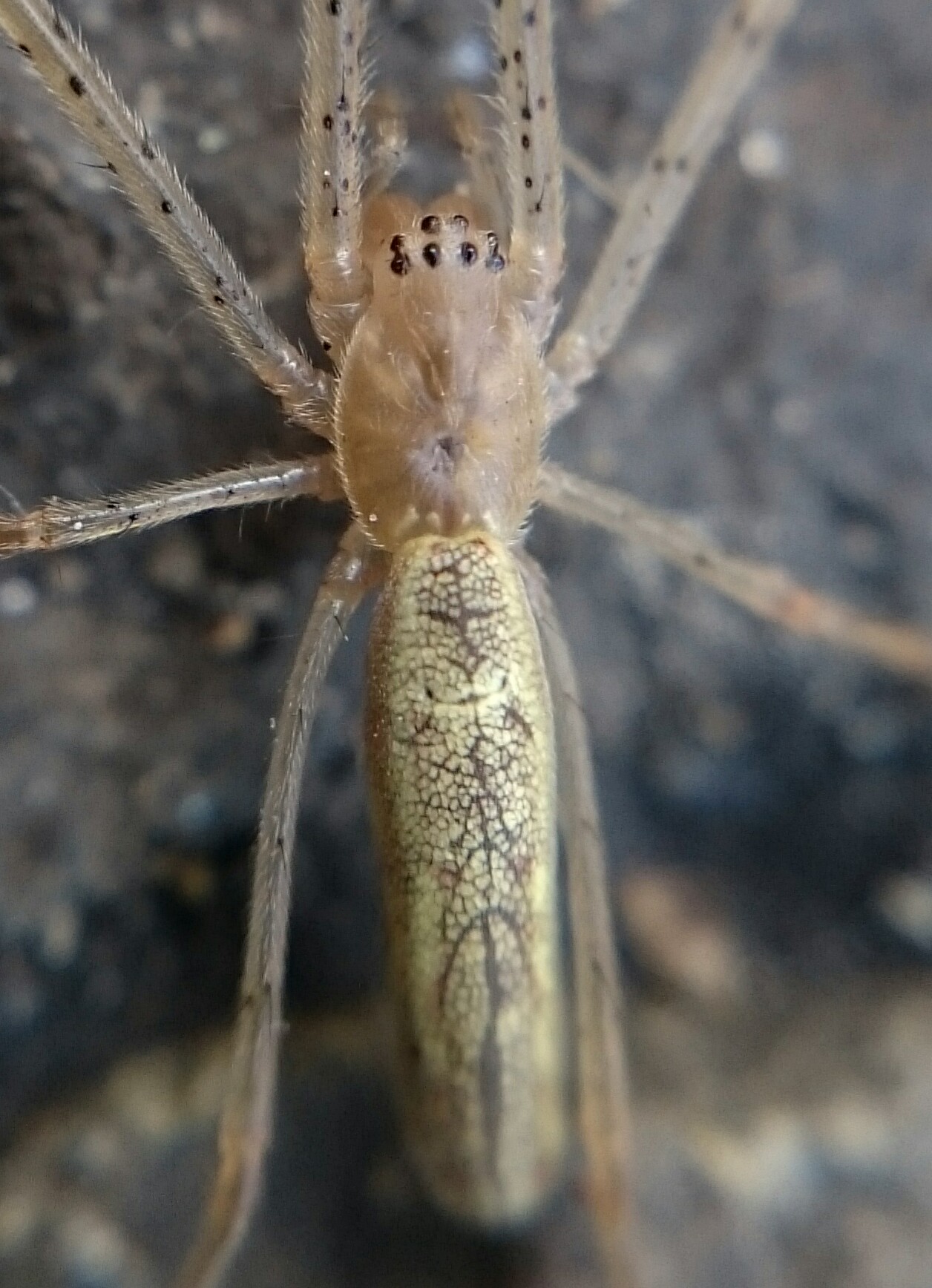 Tetragnatha extensa - közönséges állaspók
