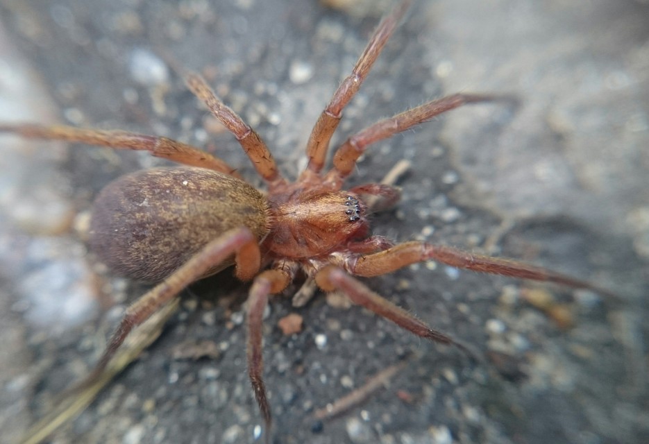 Agroeca brunnea - barna avarpók