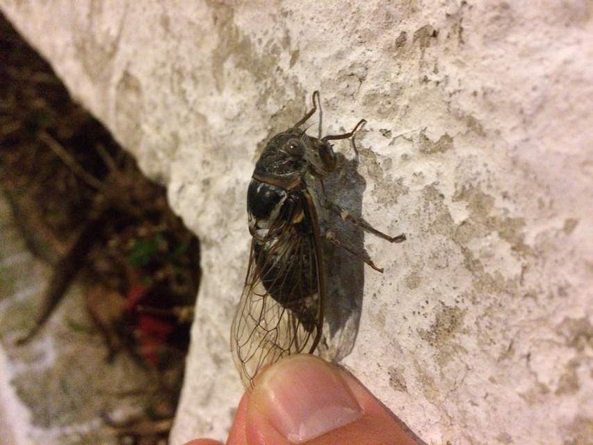 Cicadidae - énekeskabócák