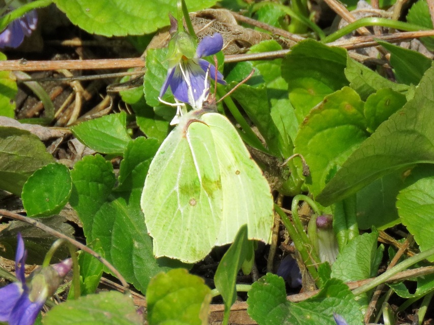 Gonepteryx rhamni - citromlepke