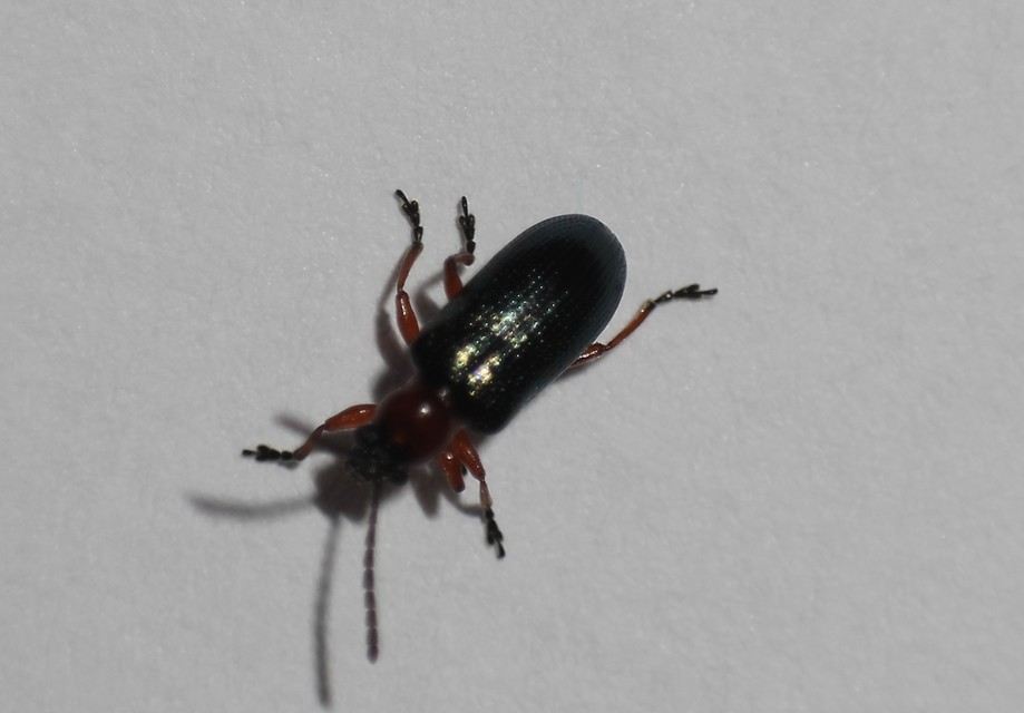 Oulema melanopus - veresnyakú árpabogár