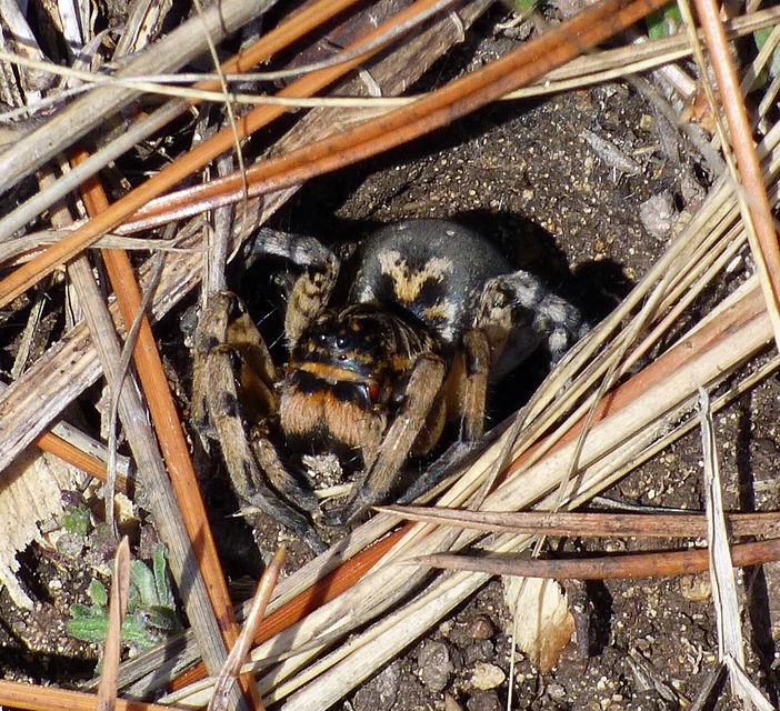 Geolycosa vultuosa - pokoli cselőpók