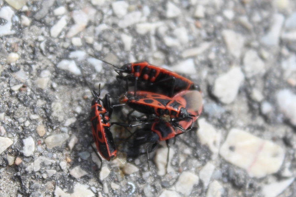 Pyrrhocoris apterus - verőköltő poloska