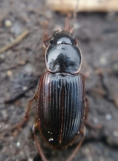 Stenolophus mixtus - közönséges turzásfutó