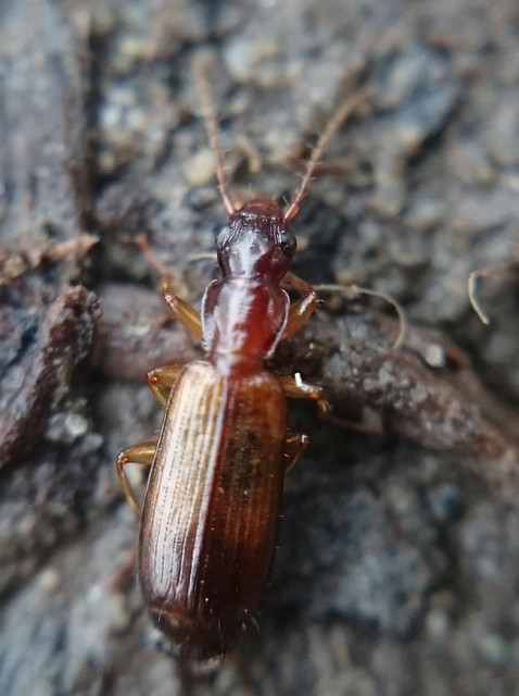 Paradromius linearis - karcsú kéregfutó