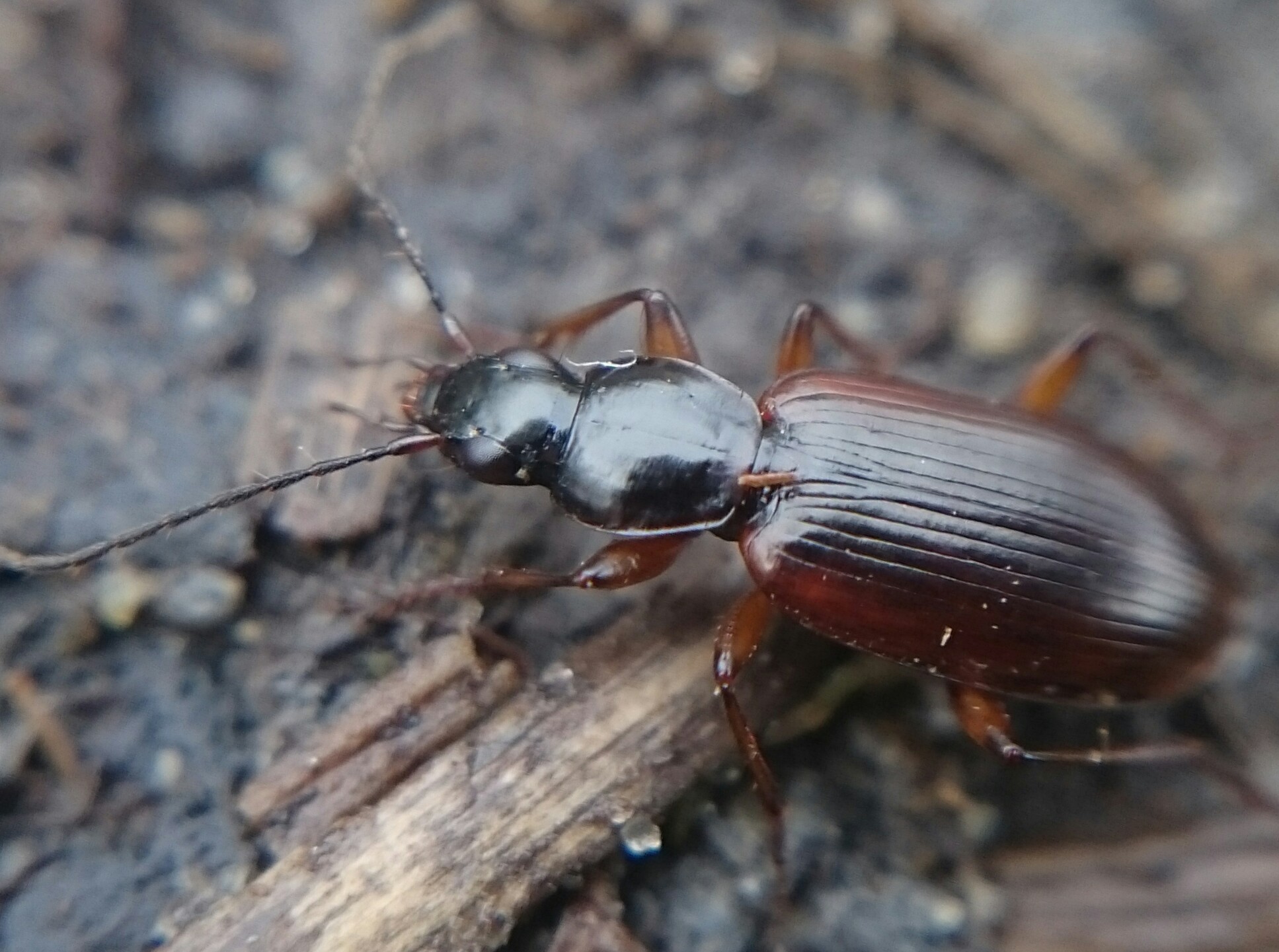 Agonum thoreyi - hosszúnyakú kisfutó