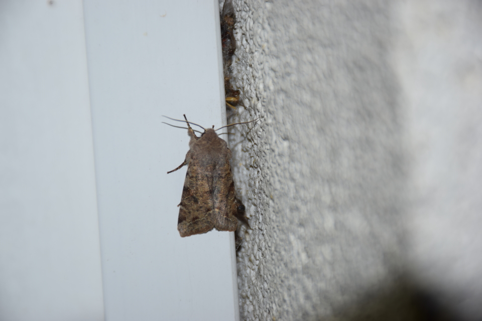 Orthosia incerta - változékony barkabagoly