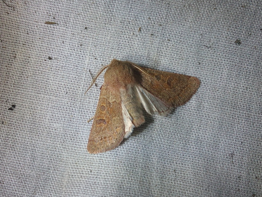 Orthosia miniosa - sárgás barkabagoly
