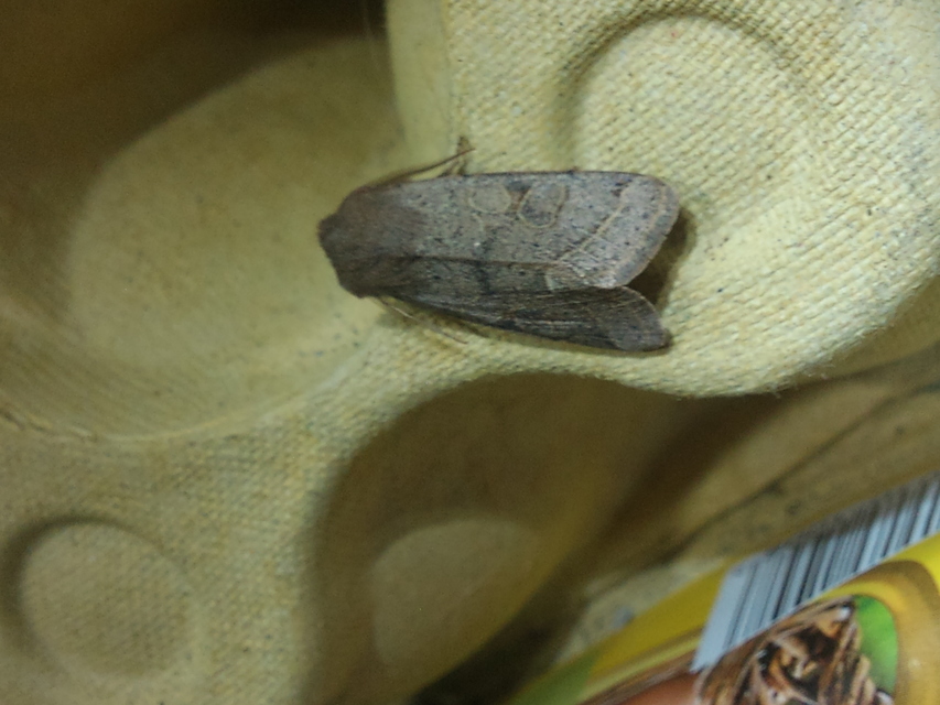 Orthosia cerasi - közepes barkabagoly