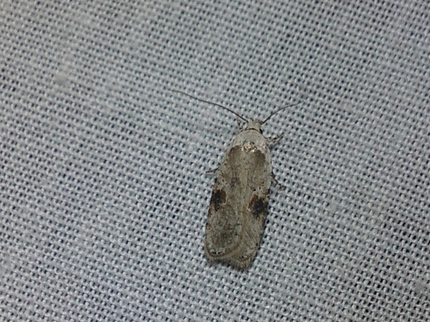 Agonopterix alstromeriana - bürök-laposmoly