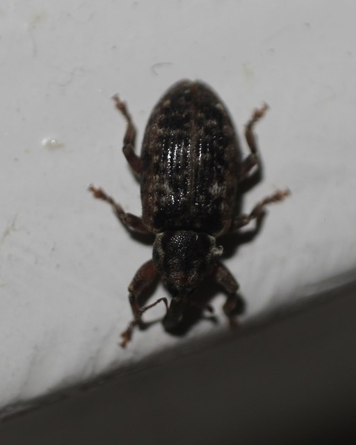 Dorytomus ictor - szegélyes hangormányos