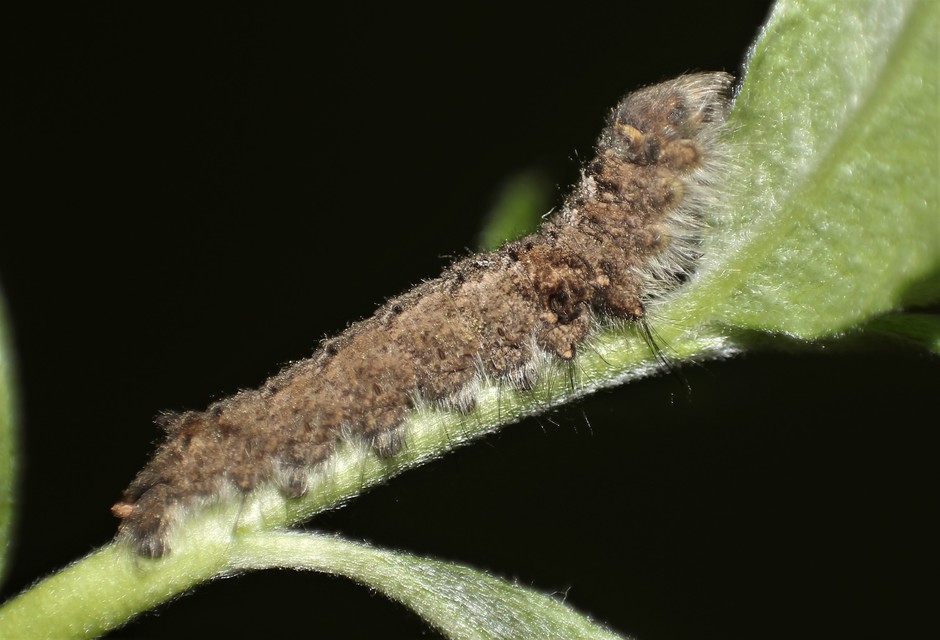 Gastropacha quercifolia - tölgylevélpohók