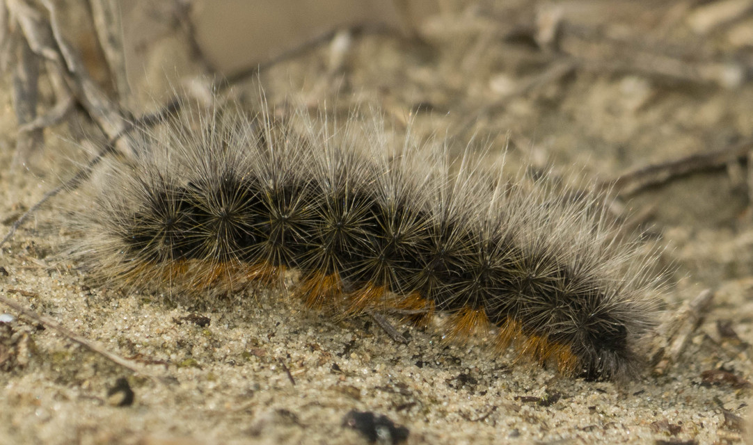 Arctia festiva - díszes medvelepke