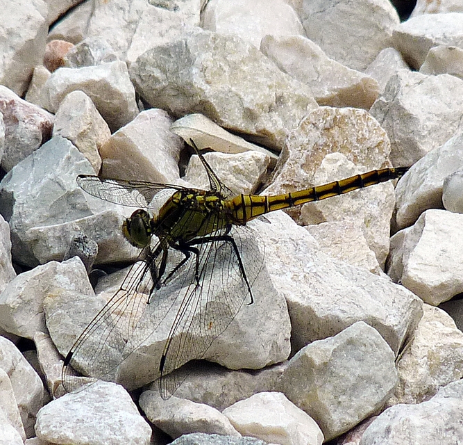 Orthetrum cancellatum - feketefarkú pásztorszitakötő