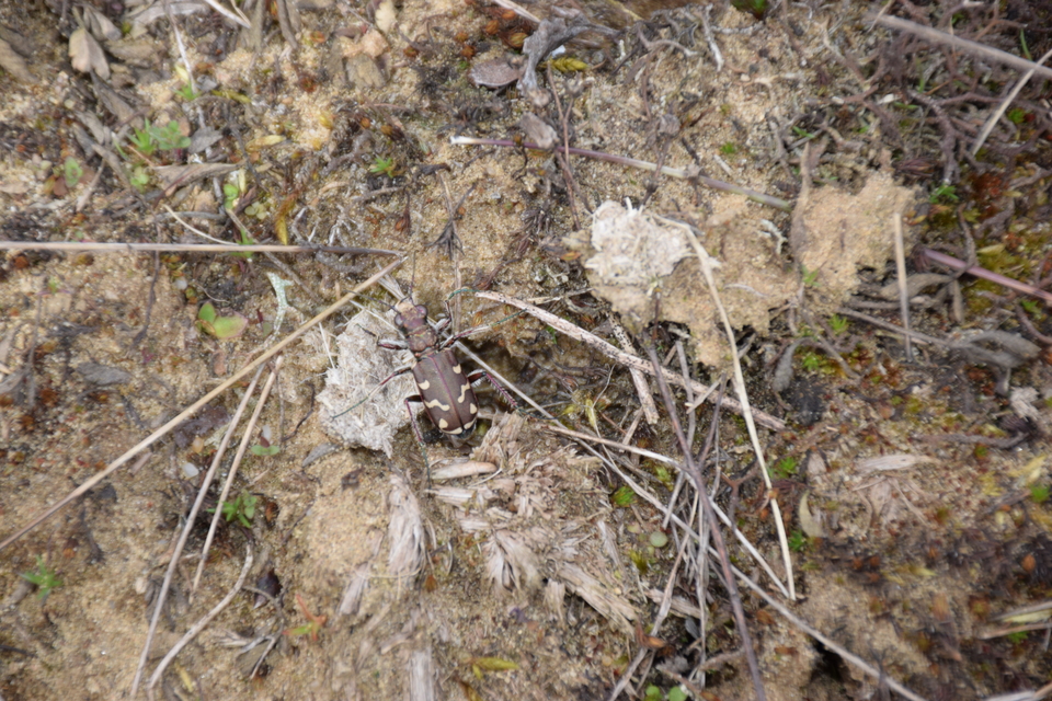 Cicindela soluta pannonica - pannon homokfutrinka