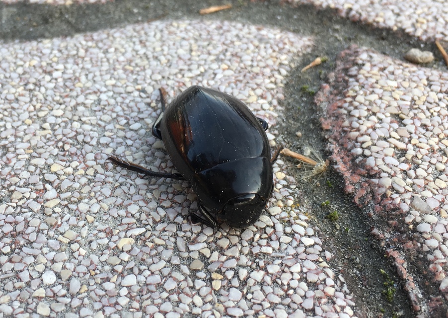 Hydrophilus