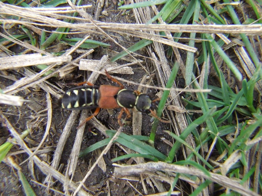 Staphylinus caesareus - aranysujtásos holyva