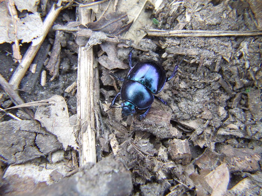 Trypocopris vernalis - tavaszi álganéjtúró