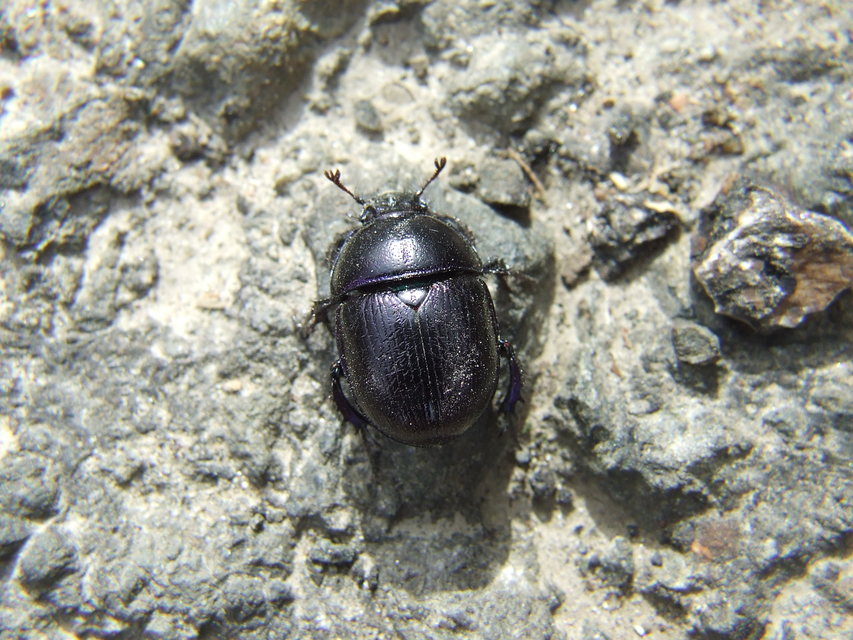 Anoplotrupes stercorosus - erdei álganéjtúró