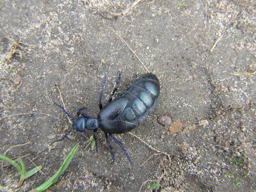 Meloe proscarabaeus - közönséges nünüke