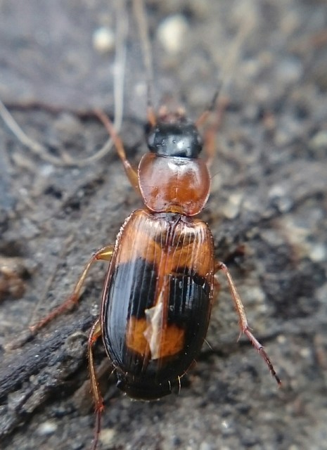 Badister lacertosus - erdei posványfutonc
