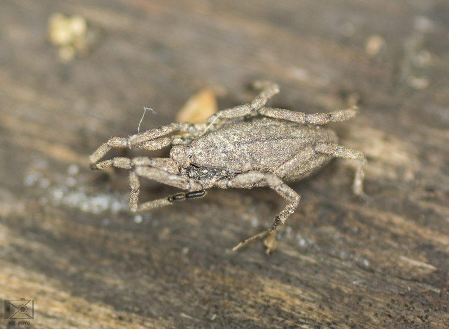 Trogulus tricarinatus