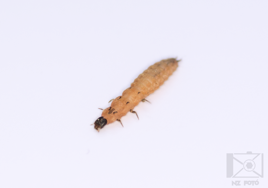 Melyridae - sziklaibogár-félék