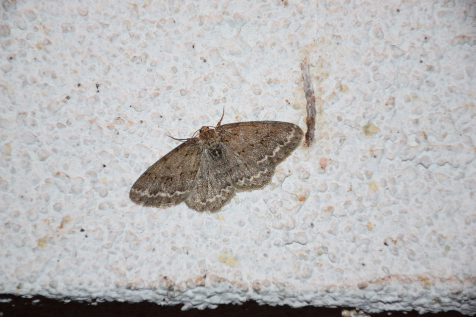 Ectropis crepuscularia - avararaszoló