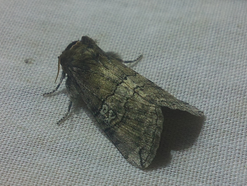 Tethea ocularis - pápaszemes pihésszövő
