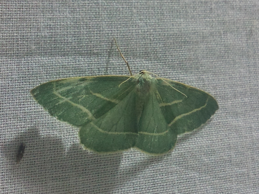 Hylaea fasciaria - erdeifenyő-sávosaraszoló