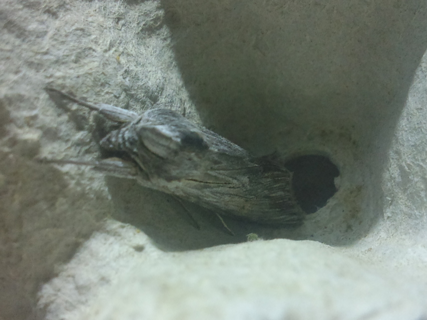 Cucullia umbratica - közönséges csuklyásbagoly