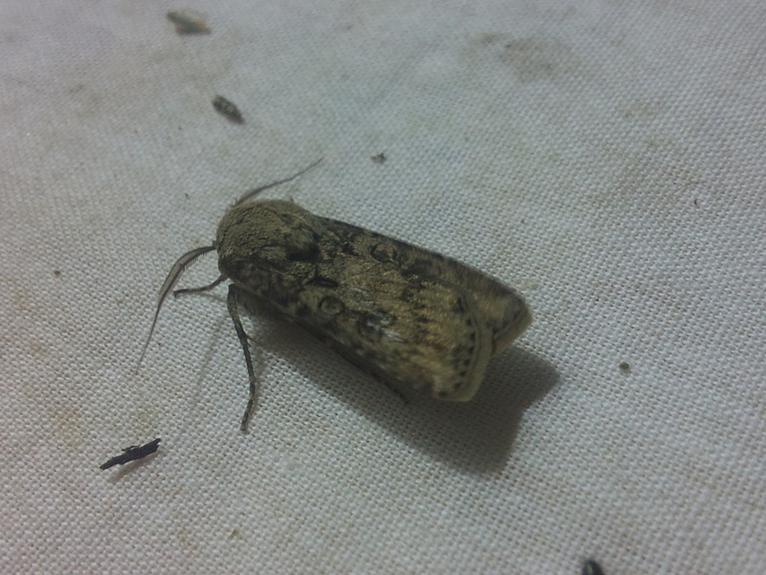 Agrotis segetum - vetési földibagoly