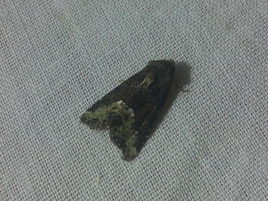 Oligia strigilis - kormos dudvabagoly
