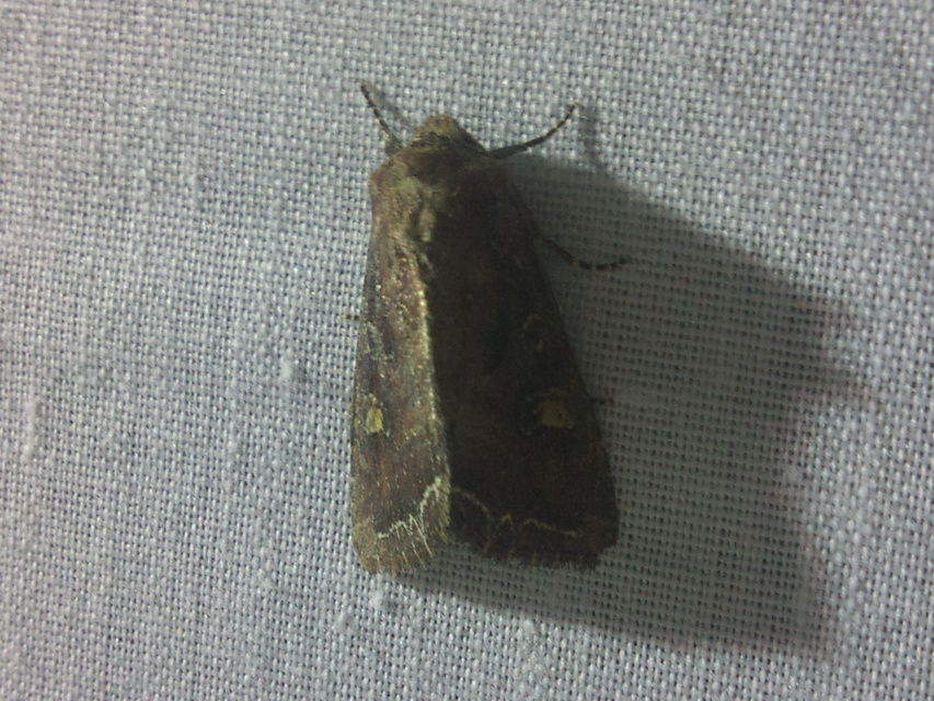 Lacanobia oleracea - saláta-kertibagoly