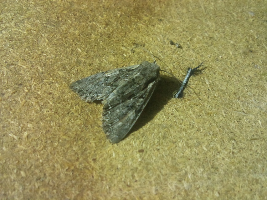 Lacanobia thalassina - borbolya-kertibagoly
