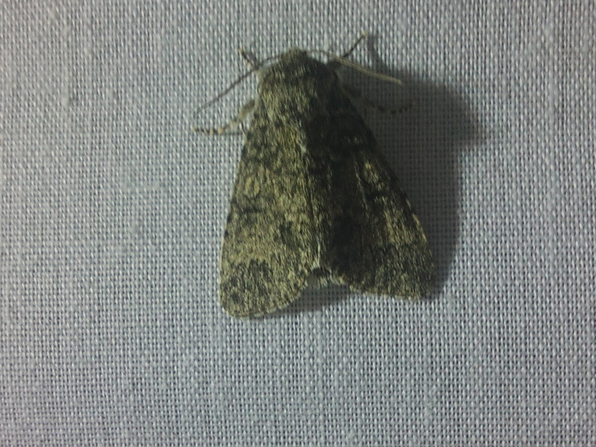 Acronicta megacephala - nagyfejű szigonyosbagoly