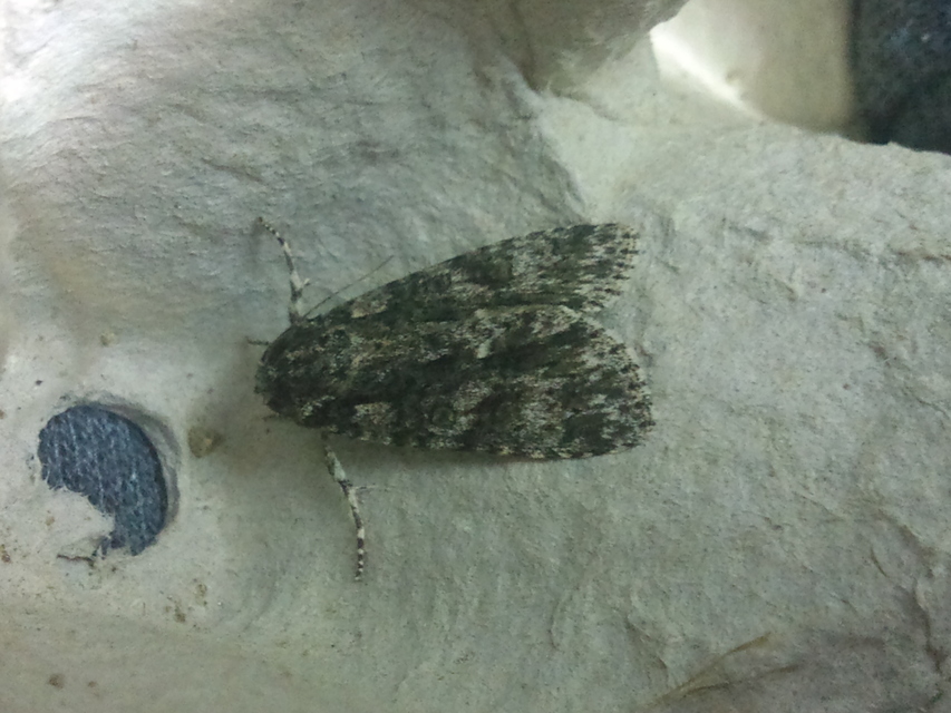 Acronicta megacephala - nagyfejű szigonyosbagoly